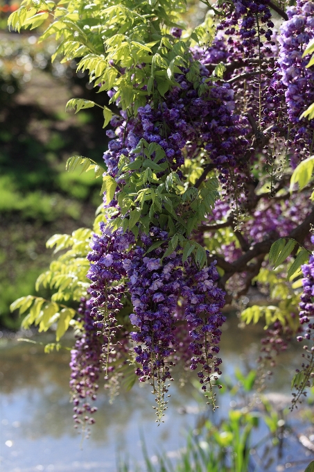 花 植物 高い ハーブ