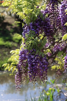 Blossom plant flower high Photo