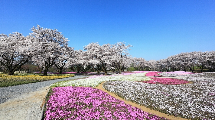 Blossom mountain plant meadow Photo