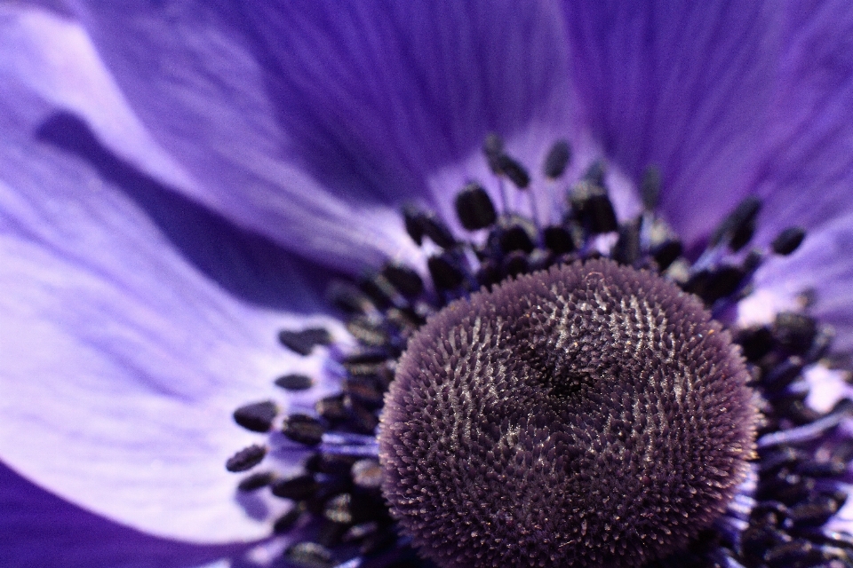 Fiore pianta fotografia viola