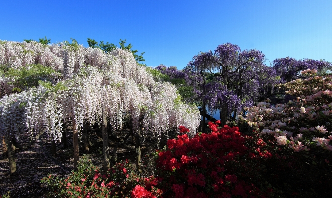 Tree blossom plant flower Photo