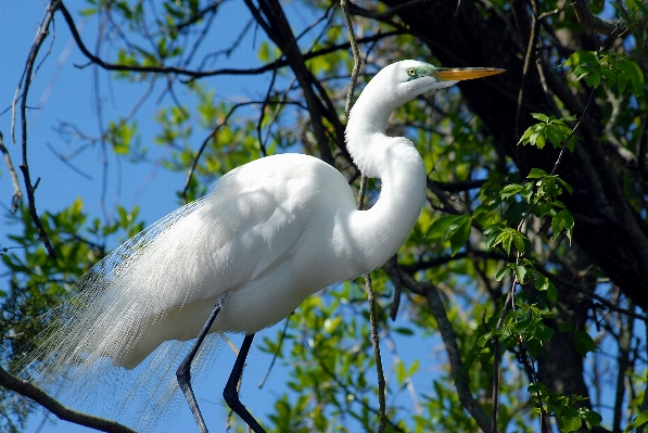 Zdjęcie Drzewo woda natura na wolnym powietrzu