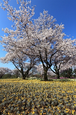 Tree branch blossom plant Photo