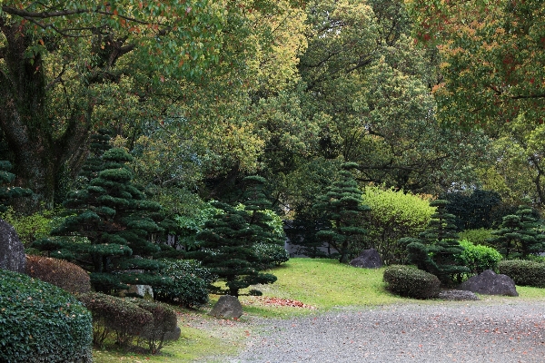 風景 木 芝生 花 写真