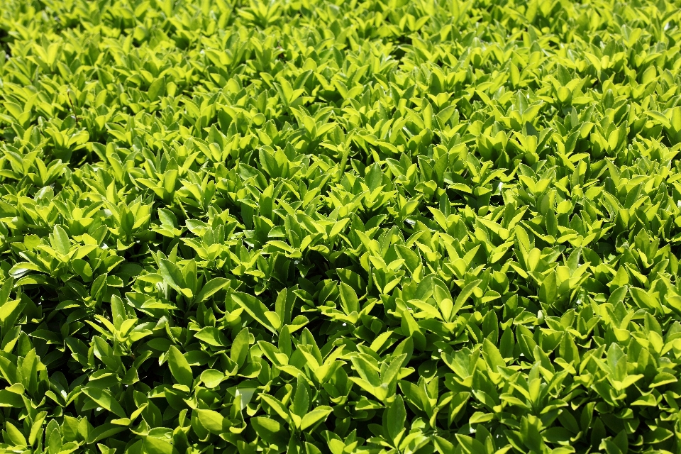 árbol césped planta hoja