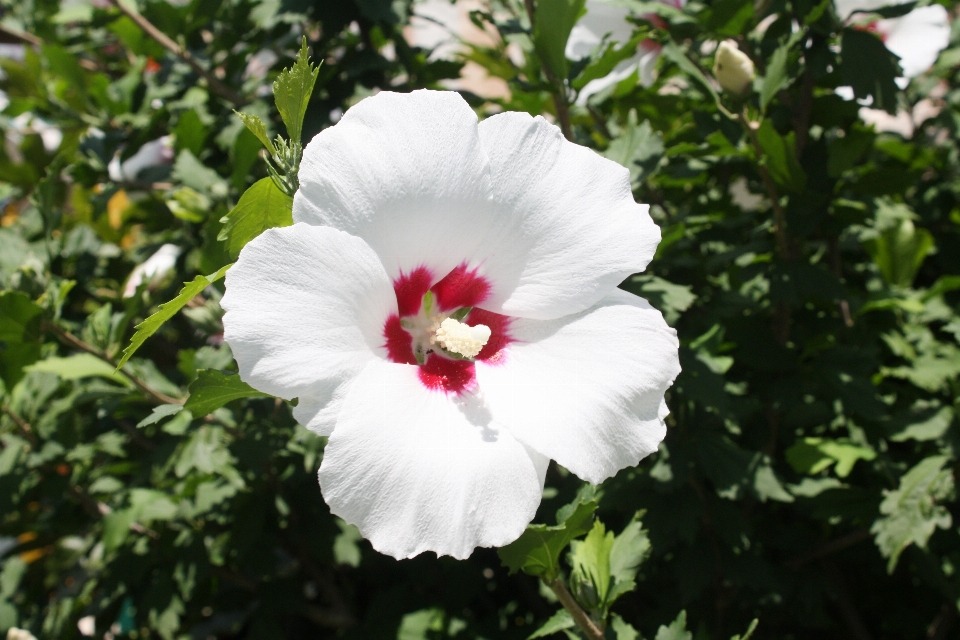 Fleurir usine fleur pétale