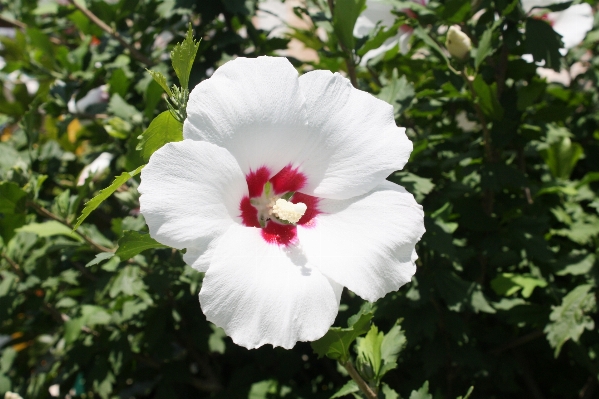 Blossom plant flower petal Photo