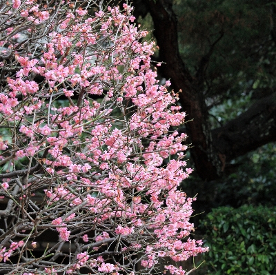 木 ブランチ 花 植物 写真