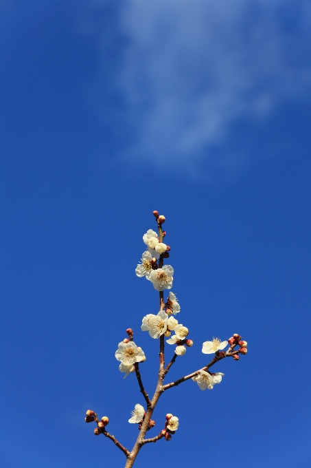 ブランチ 花 植物 空