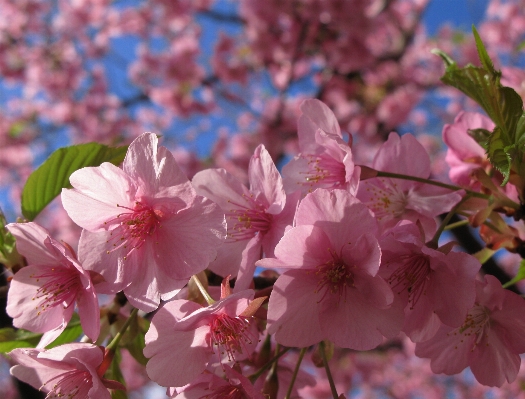 Tree branch blossom plant Photo