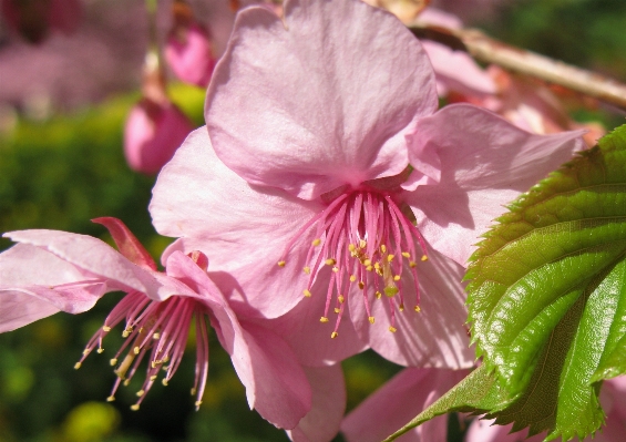 Blossom plant flower petal Photo