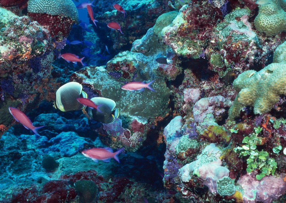 Embaixo da agua biologia porto coral