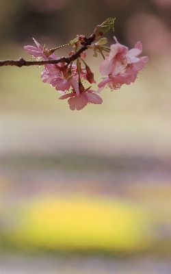 Tree nature branch blossom Photo