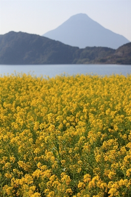 Anlage feld wiese
 prärie
 Foto