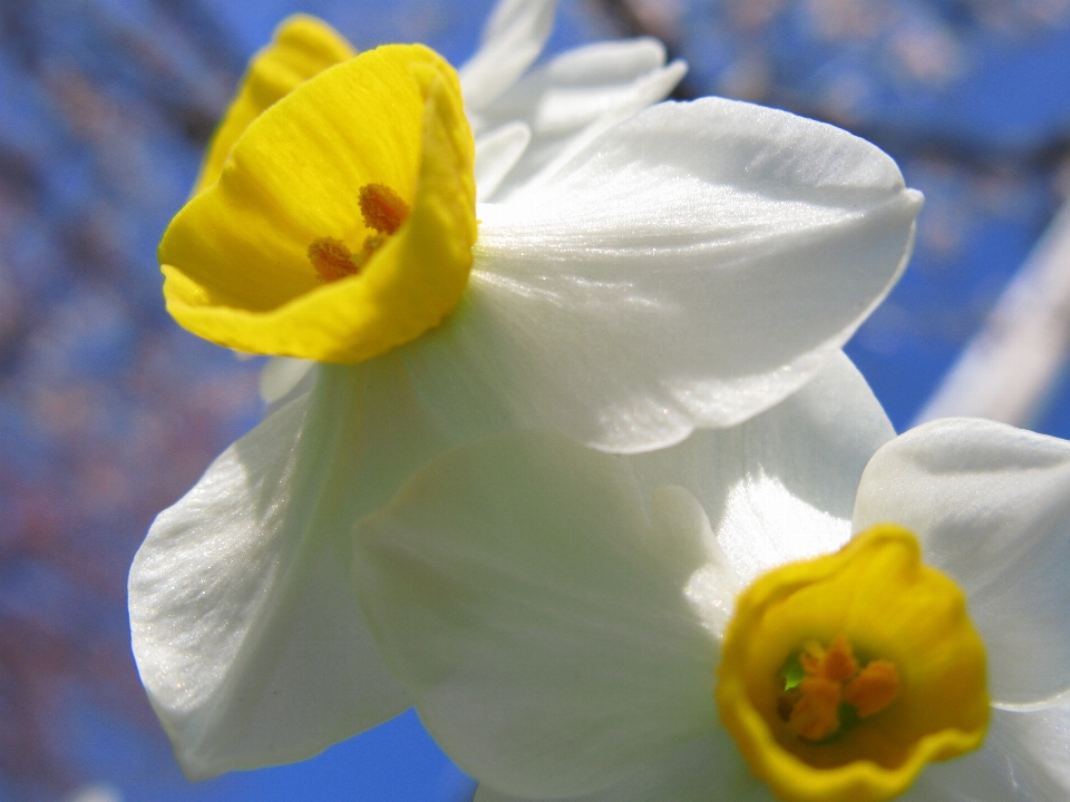 Blüte anlage blume blütenblatt