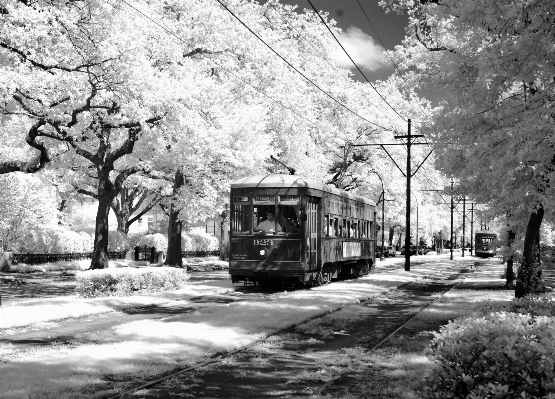 Tree snow winter black and white Photo