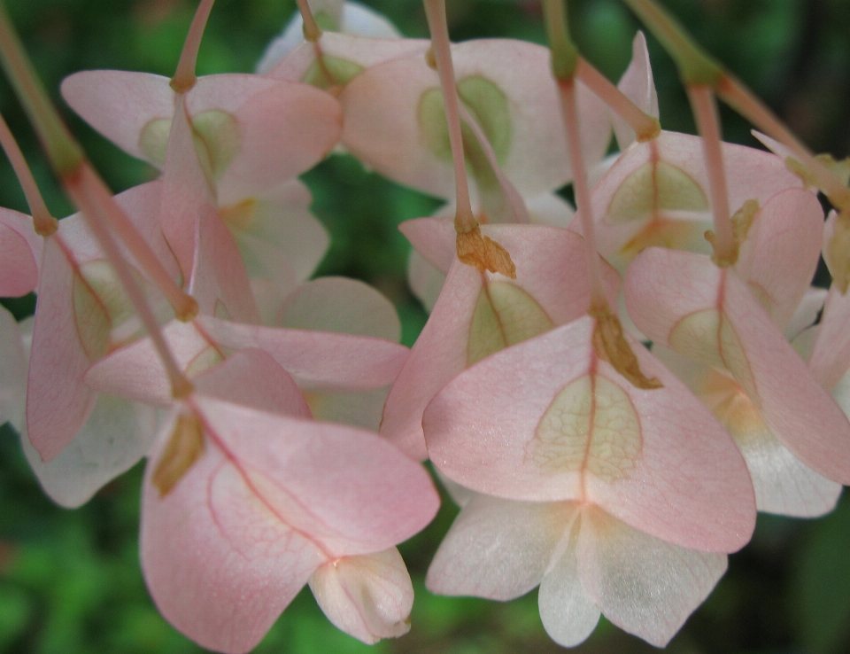 Fiore pianta petalo alto