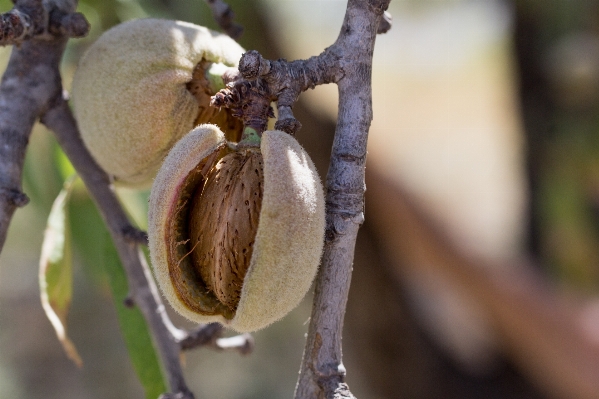 Baum natur zweig blüte Foto