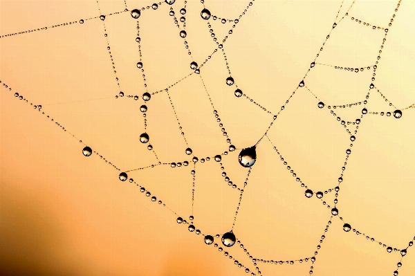 Nature branch dew morning Photo