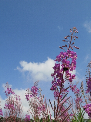 Tree nature grass branch Photo