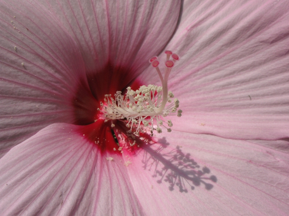 Blossom plant photography flower