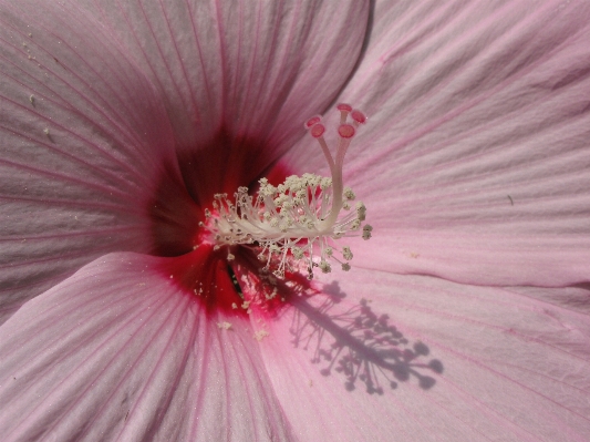 Blossom plant photography flower Photo