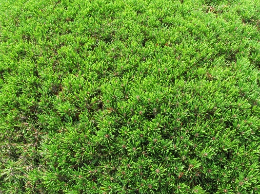 木 草 植物 芝生 写真