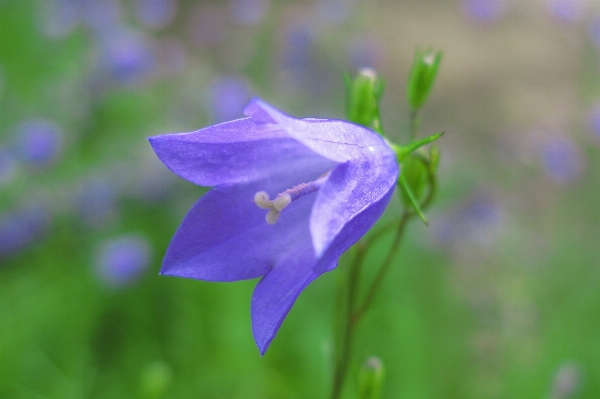 Plant meadow flower purple Photo