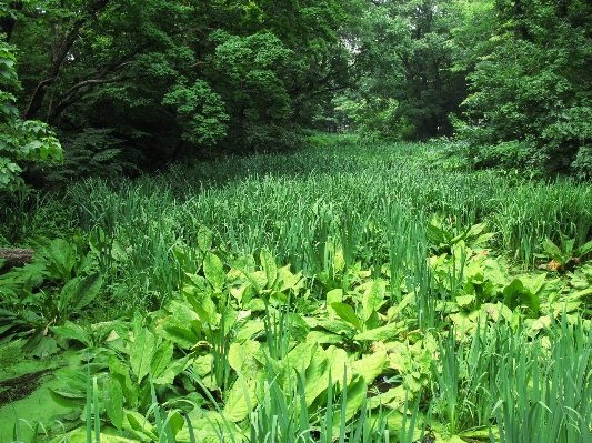 Landscape tree forest grass Photo