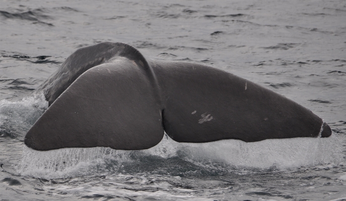 Sea diving mammal monochrome Photo