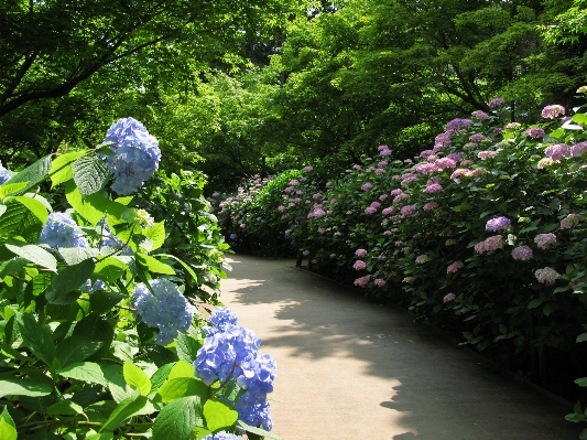 Blossom plant flower high Photo