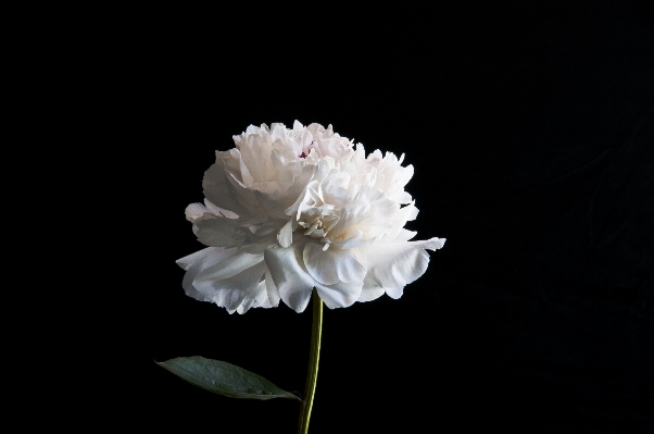 Foto Fiore bianco e nero
 pianta