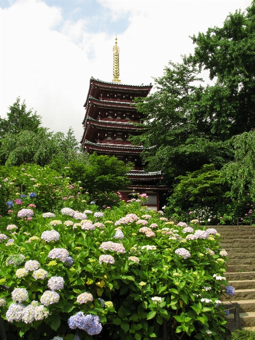 風景 木 植物 花