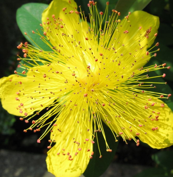 Naturaleza florecer planta fotografía