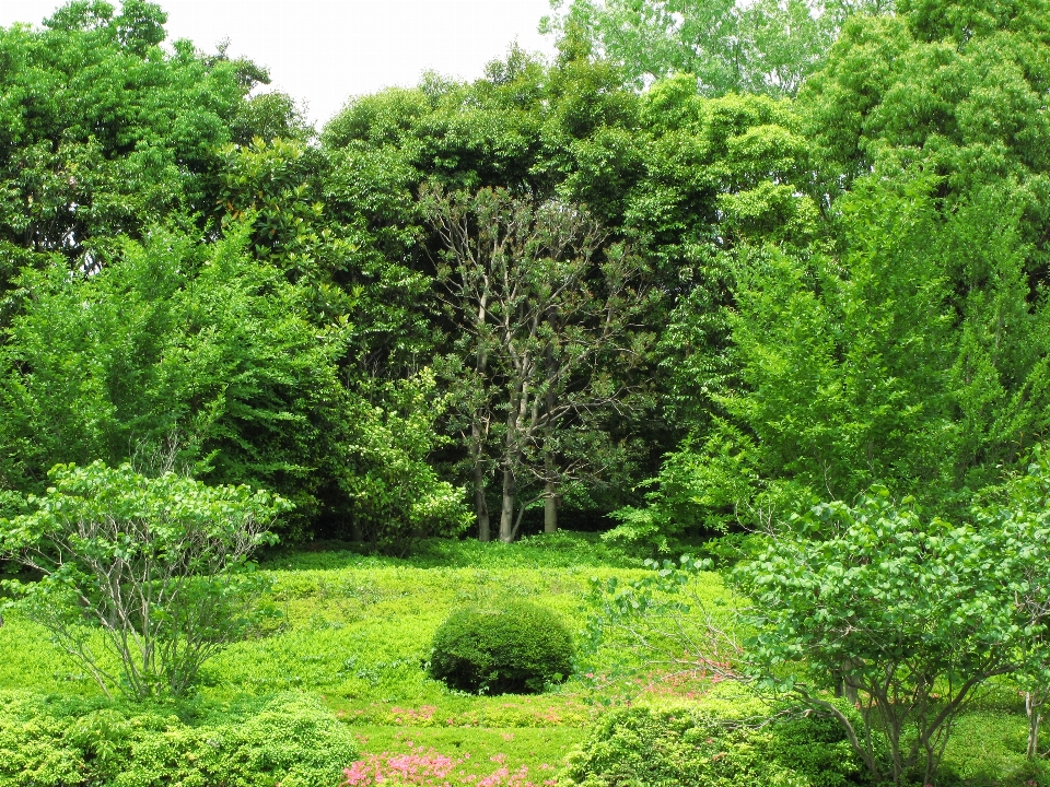 árbol bosque planta césped