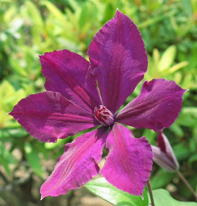 Plantar flor roxo pétala