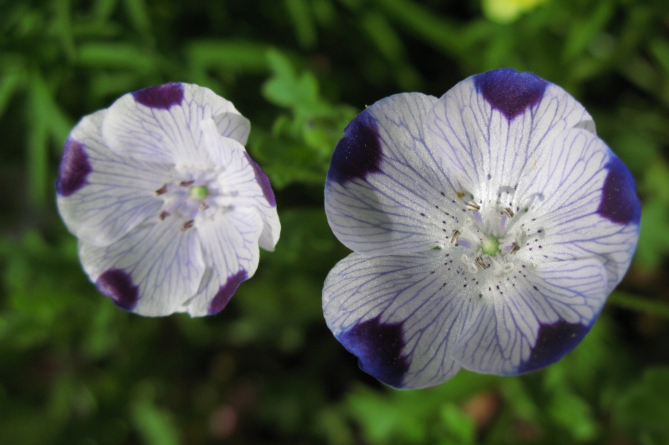 Natura fiore pianta viola