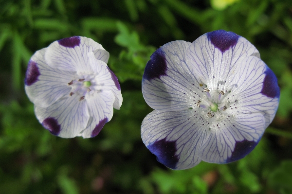 Nature blossom plant flower Photo