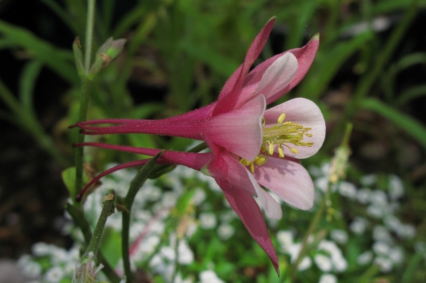 Blossom plant flower petal Photo