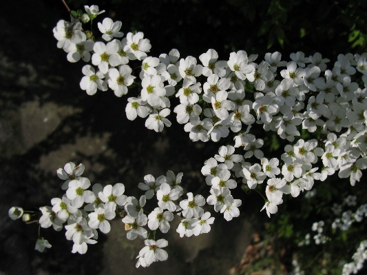 Branch blossom plant white Photo