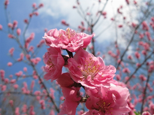 Branch blossom plant fruit Photo