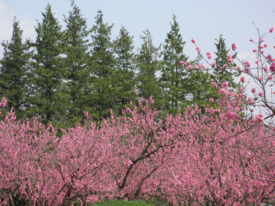 Tree branch blossom plant