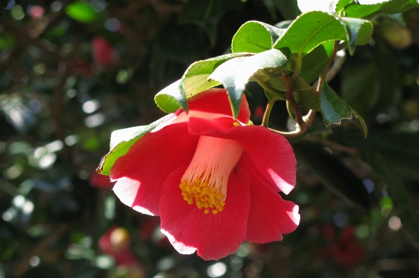 Nature blossom plant leaf Photo