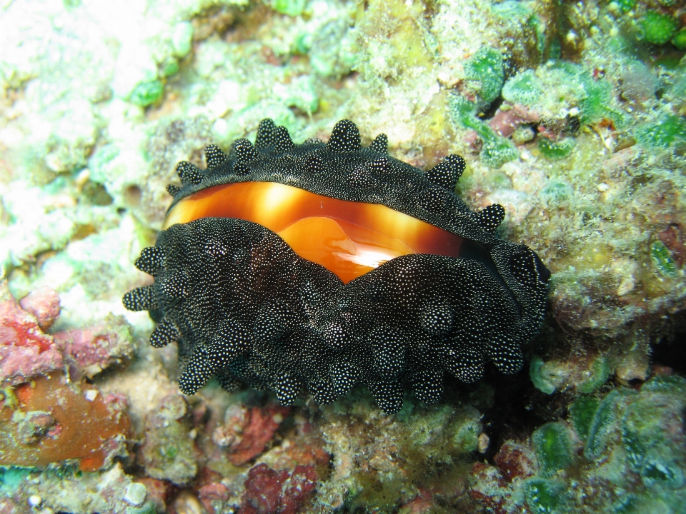 野生動物 水中 高い 生物学