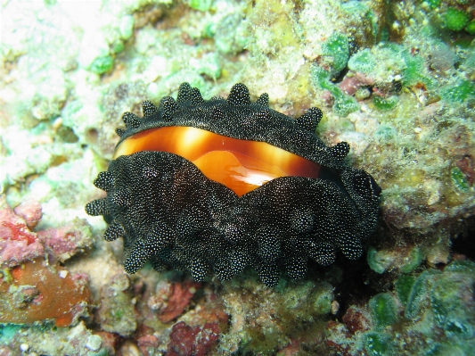 Foto Animais selvagens embaixo da agua alto biologia