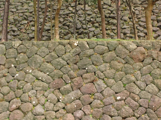 草 rock 植物 芝生 写真