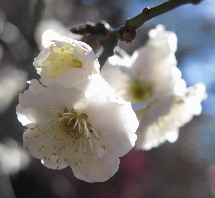 Branch blossom plant white Photo