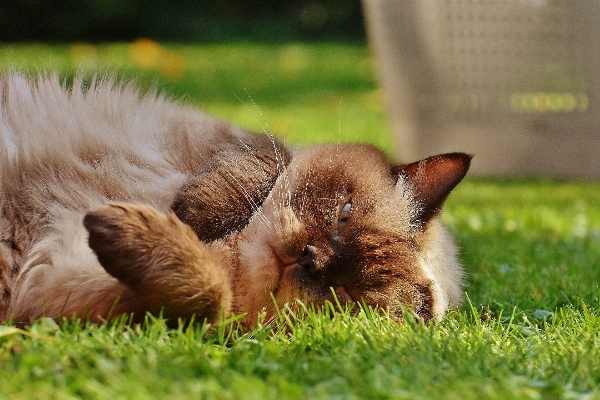 Foto Erba prato dolce carino