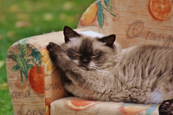 甘い かわいい 毛皮 子猫 写真