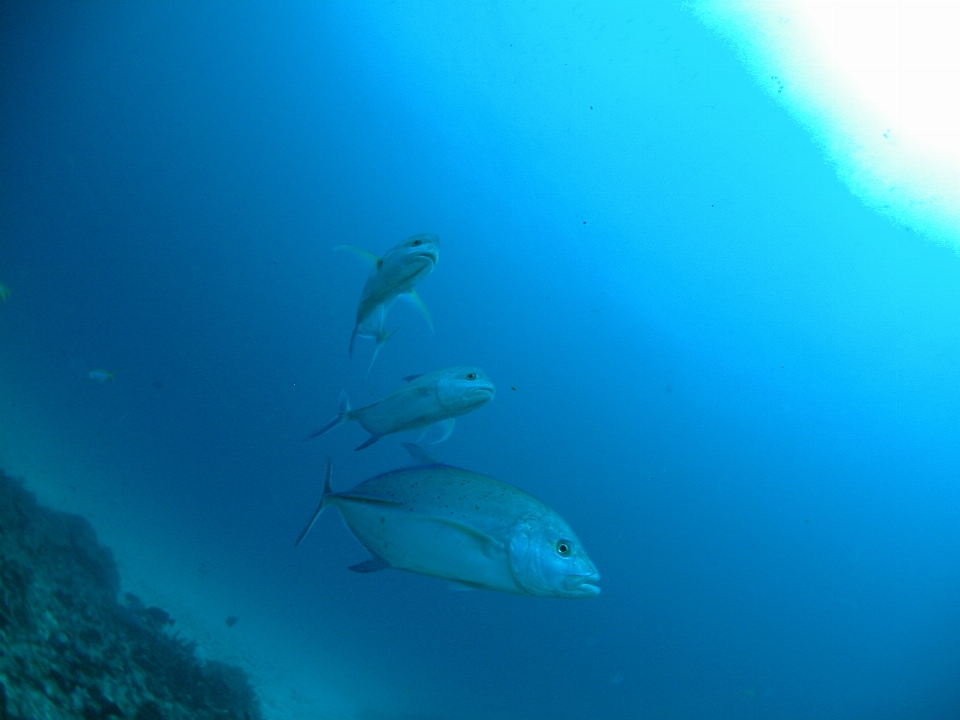 Mer océan plongée sous-marin